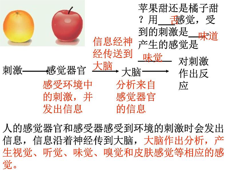 【浙教版】科学七下：2.1《感觉世界》ppt课件（4）第6页