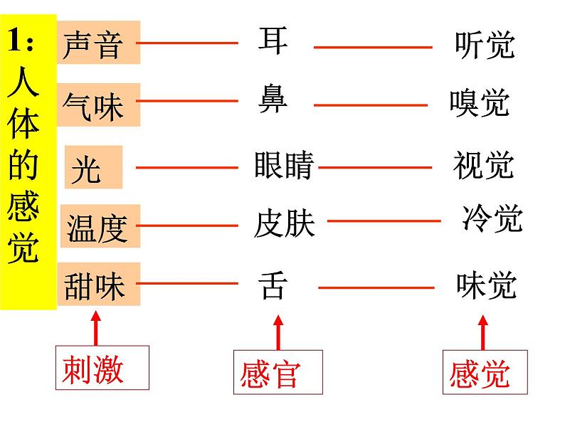 【浙教版】科学七下：2.1《感觉世界》ppt课件（4）第7页