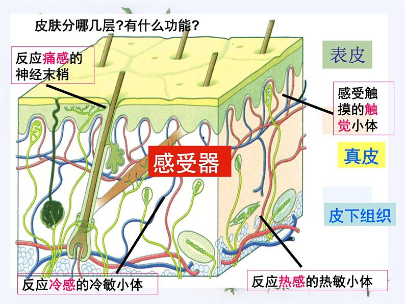 【浙教版】科学七下：2.1《感觉世界》ppt课件（5）第5页