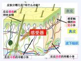 【浙教版】科学七下：2.1《感觉世界》ppt课件（5）