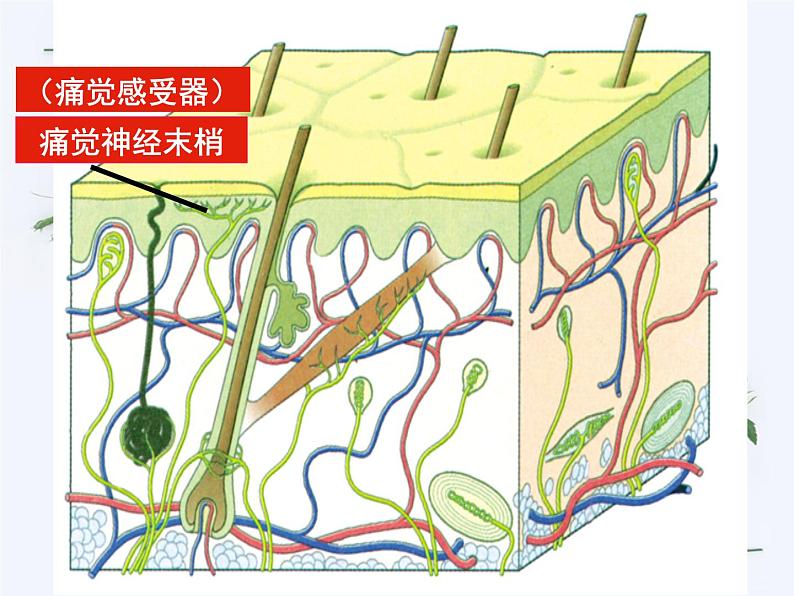 【浙教版】科学七下：2.1《感觉世界》ppt课件（5）第7页