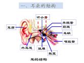 【浙教版】科学七下：2.3《耳和听觉》ppt课件（1）