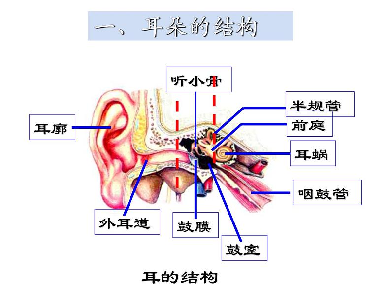 【浙教版】科学七下：2.3《耳和听觉》ppt课件（1）03