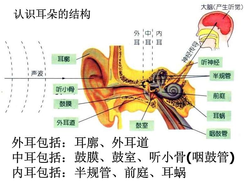 【浙教版】科学七下：2.3《耳和听觉》ppt课件（1）04