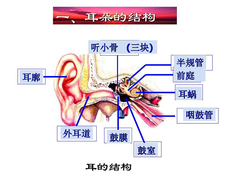 【浙教版】科学七下：2.3《耳和听觉》ppt课件（1）05