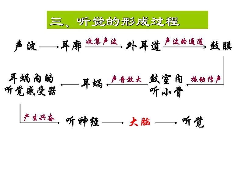 【浙教版】科学七下：2.3《耳和听觉》ppt课件（1）07