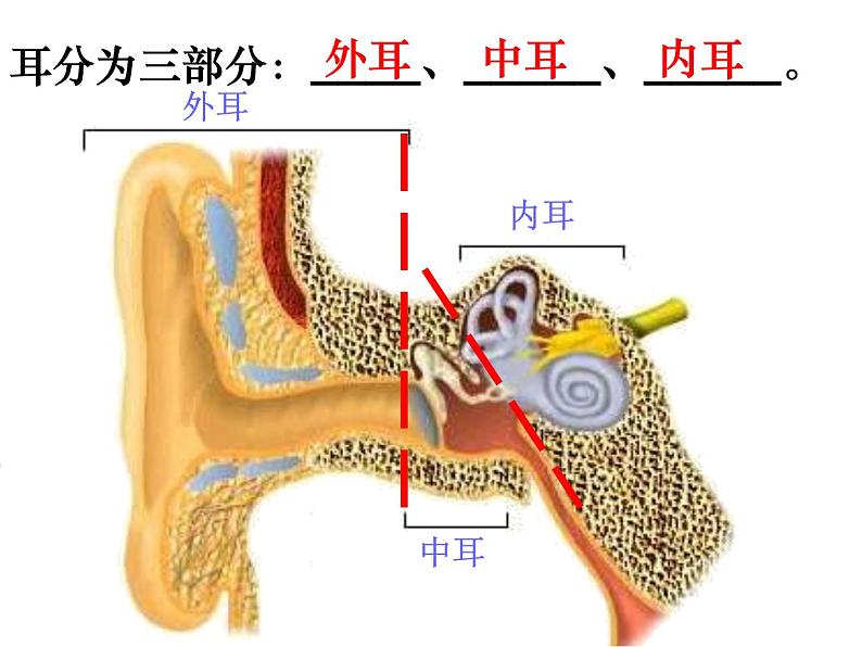 【浙教版】科学七下：2.3《耳和听觉》ppt课件（4）第4页