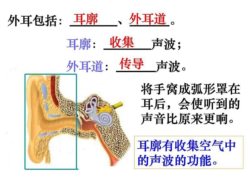 【浙教版】科学七下：2.3《耳和听觉》ppt课件（4）第5页