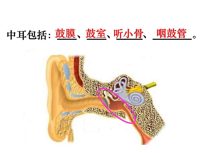 【浙教版】科学七下：2.3《耳和听觉》ppt课件（4）第6页