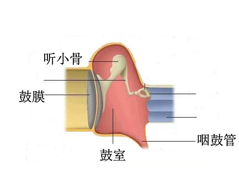 【浙教版】科学七下：2.3《耳和听觉》ppt课件（4）第7页