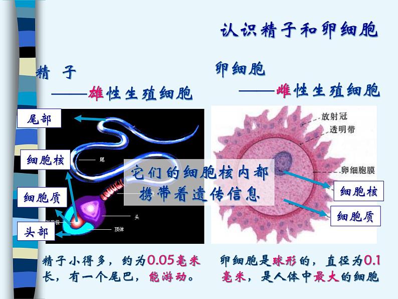 新生命的诞生（1）课件PPT第2页