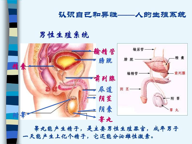 新生命的诞生（1）课件PPT第3页