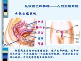 新生命的诞生（1）课件PPT