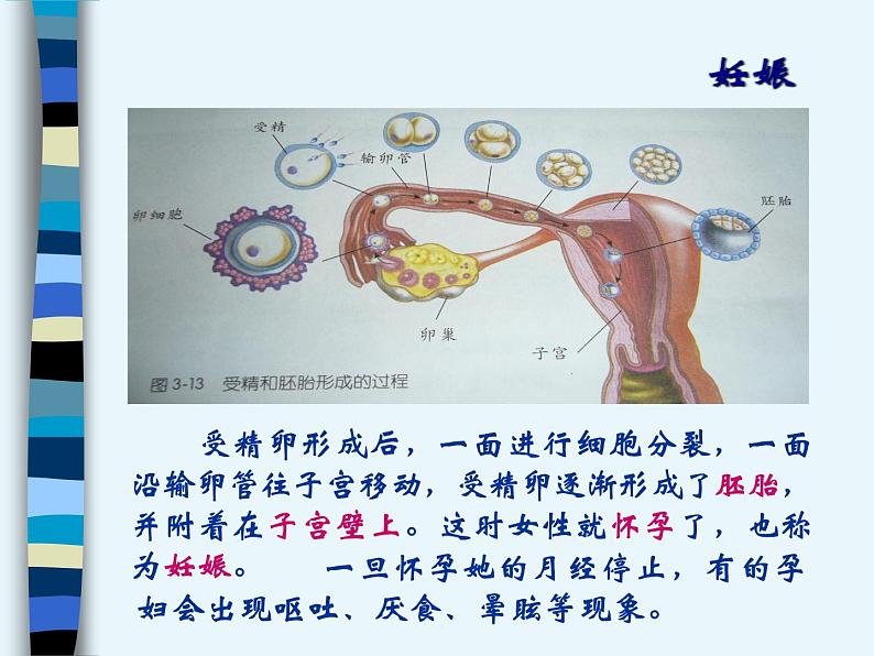 新生命的诞生（1）课件PPT第8页