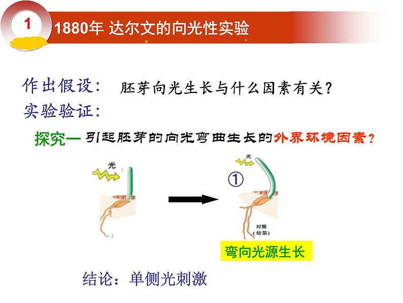 2020秋【浙教版】科学八年级上册3.1《植物生命活动的调节》（2）课件PPT04