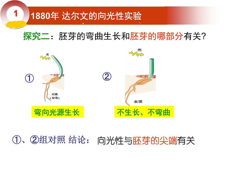 2020秋【浙教版】科学八年级上册3.1《植物生命活动的调节》（2）课件PPT05