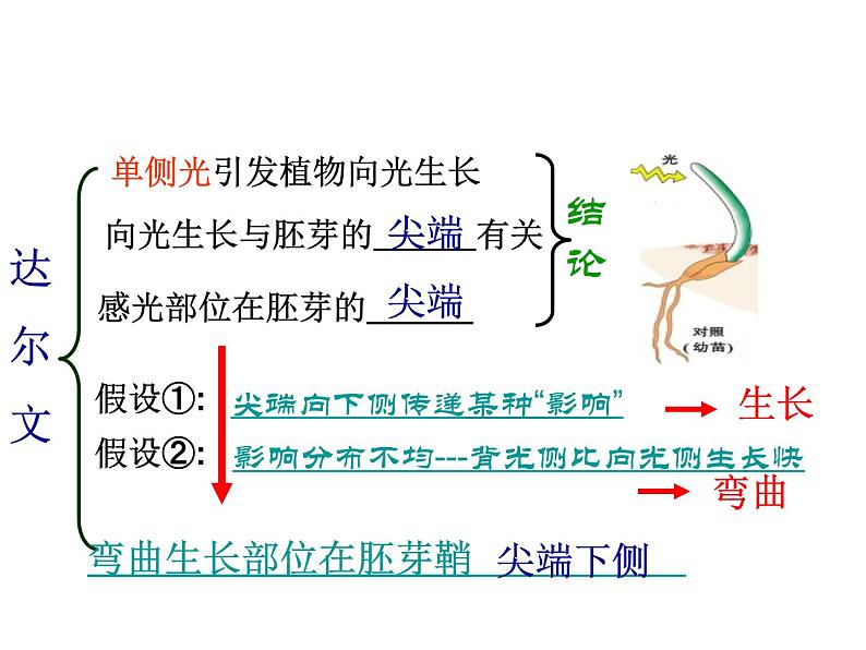 2020秋【浙教版】科学八年级上册3.1《植物生命活动的调节》（2）课件PPT06