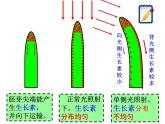 2020秋【浙教版】科学八年级上册3.1《植物生命活动的调节》（5）课件PPT