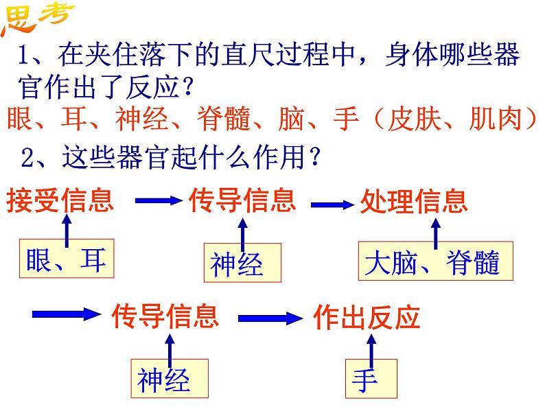 2020秋【浙教版】科学八年级上册3.3《神经调节》（3）课件PPT02