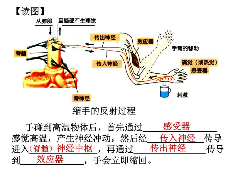 2020秋【浙教版】科学八年级上册3.3《神经调节》（3）课件PPT04