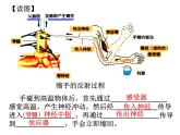 2020秋【浙教版】科学八年级上册3.3《神经调节》（3）课件PPT