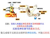 2020秋【浙教版】科学八年级上册3.3《神经调节》（3）课件PPT