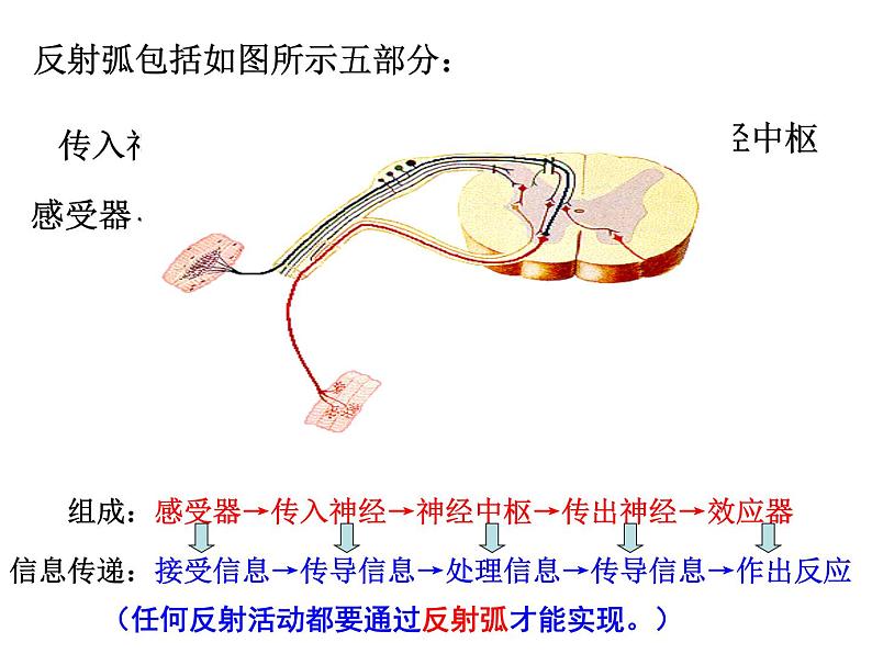 2020秋【浙教版】科学八年级上册3.3《神经调节》（3）课件PPT06