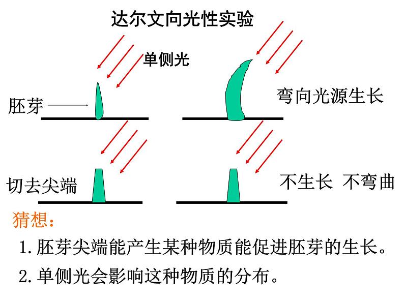 2020秋【浙教版】科学八年级上册3.2《神奇的激素》（3）课件PPT第8页