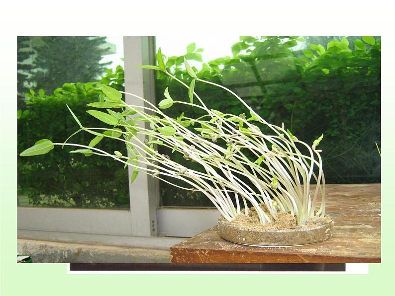 2020秋【浙教版】科学八年级上册3.2《神奇的激素》（1）课件PPT第2页