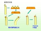 2020秋【浙教版】科学八年级上册3.2《神奇的激素》（1）课件PPT