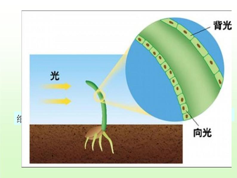 2020秋【浙教版】科学八年级上册3.2《神奇的激素》（1）课件PPT第7页