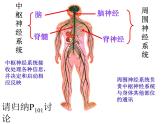 2020秋【浙教版】科学八年级上册3.2《神奇的激素》（5）课件PPT