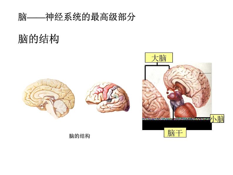 2020秋【浙教版】科学八年级上册3.2《神奇的激素》（5）课件PPT第6页