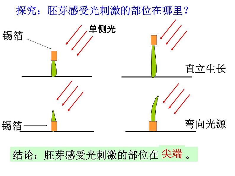 2020秋【浙教版】科学八年级上册3.2《神奇的激素》课件PPT第6页