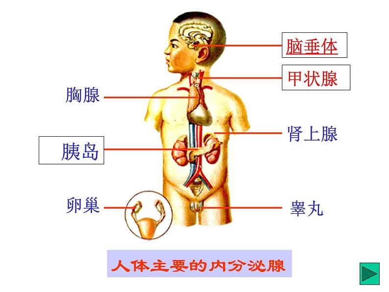 2020秋【浙教版】科学八年级上册3.2《神奇的激素》（6）课件PPT第5页