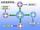 浙教版科学九下1.4《生物的进化》（第3课时）ppt课件