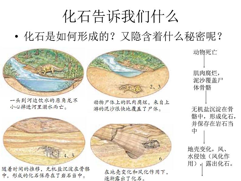 浙教版科学九下1.4《生物的进化》ppt课件第4页