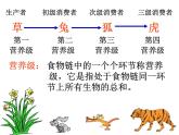 浙教版科学九下2.4《生态系统的结构和功能》ppt课件（2）