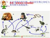 浙教版科学九下2.4《生态系统的结构和功能》ppt课件（2）