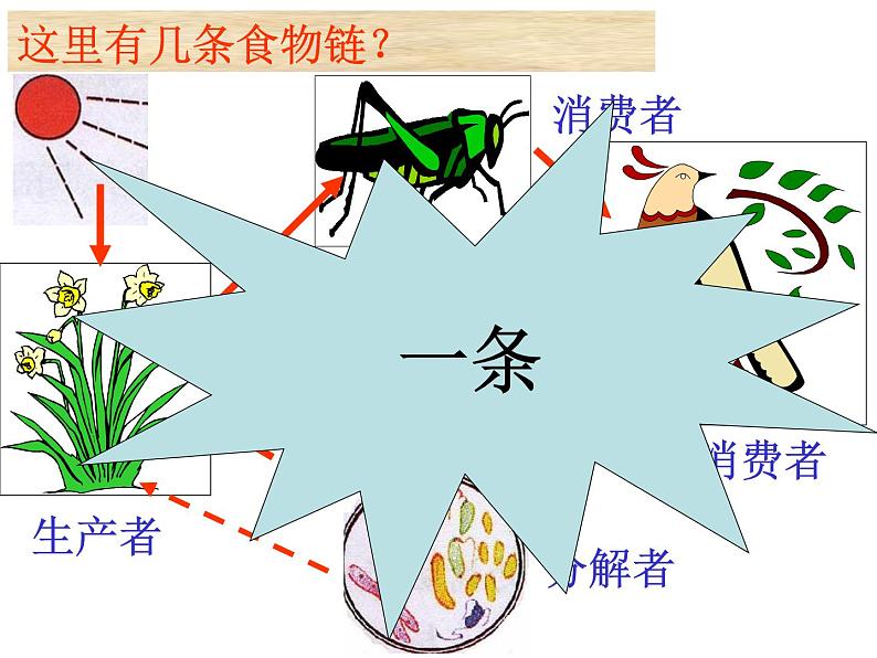 浙教版科学九下2.4《生态系统的结构和功能》ppt课件（2）第8页