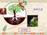 浙教版科学九下2.4《生态系统的结构和功能》ppt课件（3）