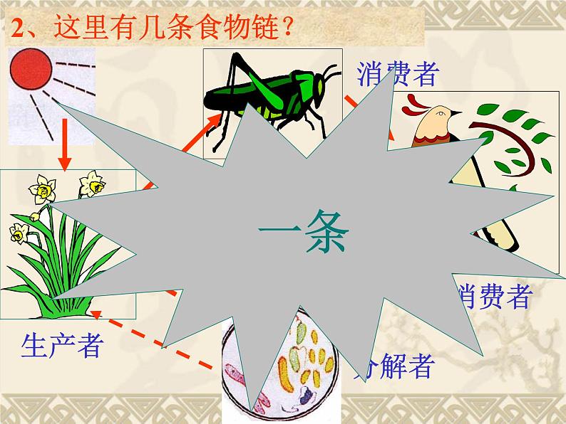 浙教版科学九下2.4《生态系统的结构和功能》ppt课件（3）第5页