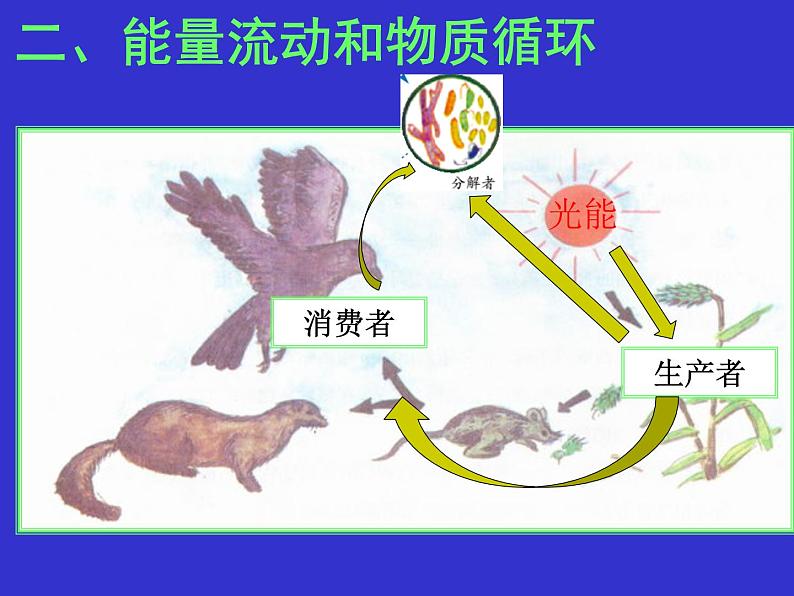 浙教版科学九下2.4《生态系统的结构和功能》ppt课件（3）第7页