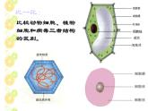 浙教版科学九下3.2《来自微生物的威胁》ppt课件（4）