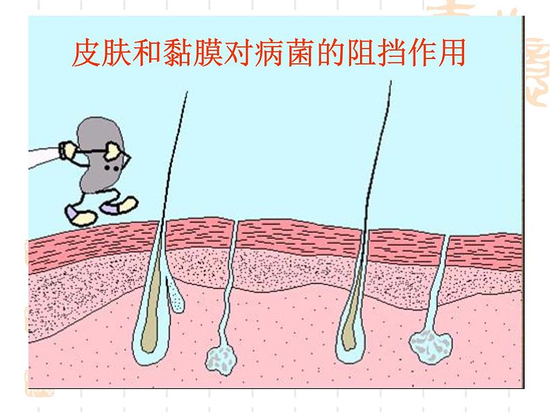 浙教版科学九下3.3《身体的防卫》ppt课件（3）06