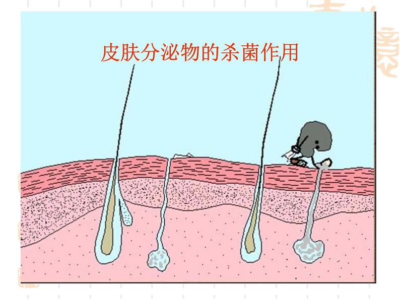 浙教版科学九下3.3《身体的防卫》ppt课件（3）08