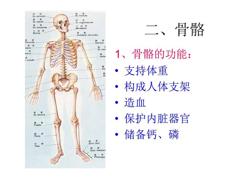 浙教版科学九下3.5《人的运动系统和保健》ppt课件（1）第5页