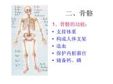 浙教版科学九下3.5《人的运动系统和保健》ppt课件（1）