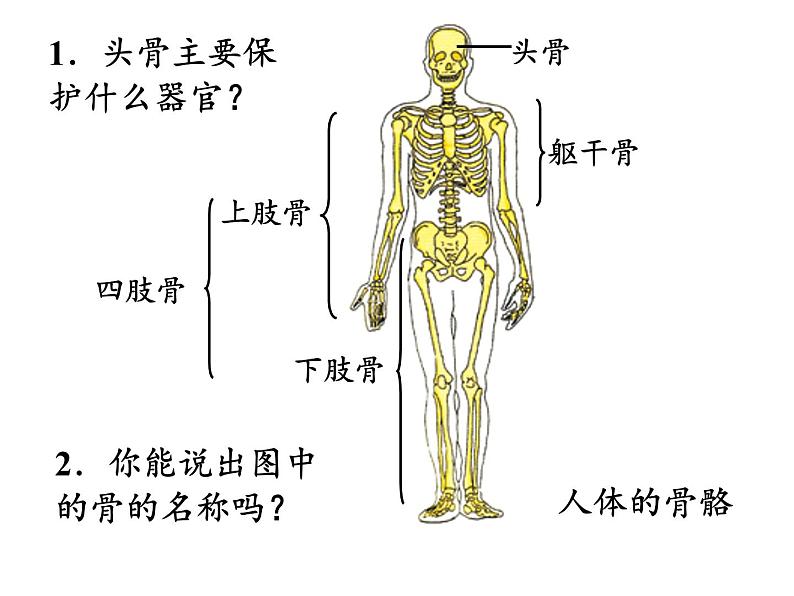 浙教版科学九下3.5《人的运动系统和保健》ppt课件（1）第7页