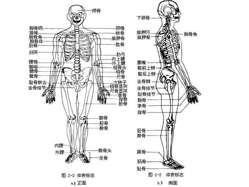 浙教版科学九下3.5《人的运动系统和保健》ppt课件（1）第8页